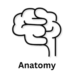 Anatomy